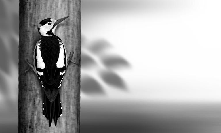 Ornis Polonica 56, 2015: 67 75 Spadek liczebności dzięcioła białoszyjego Dendrocopos syriacus w krajobrazie rolniczym południowo-wschodniej Polski w latach 2004 2012 Jerzy Michalczuk, Monika