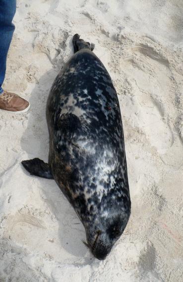 Działalność Błękitnego Patrolu WWF Foka szara przyłowiona w sieci rybaków z Unieścia. Fot. WWF/S. Zarzycki Foka pochodząca z przyłowu zdeponowana przez rybaków w kołobrzeskiej chłodni. Fot. WWF/ A.