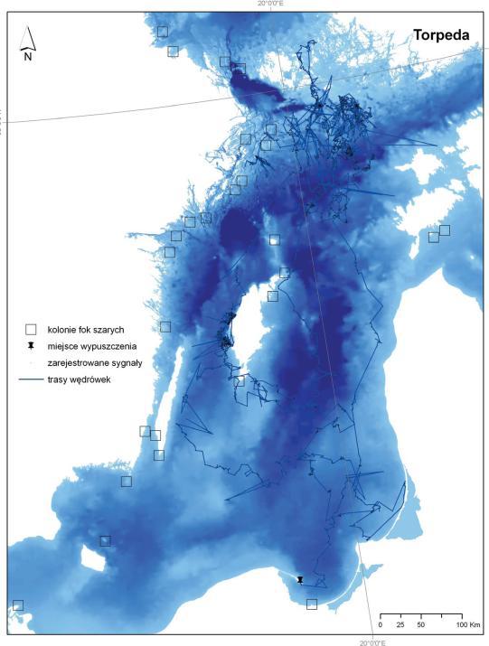 Wybór takiej strefy jest prawdopodobnie uwarunkowany obecnością innych fok (McConnell et al., 1992).