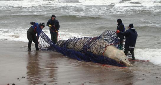 Działalność Błękitnego Patrolu WWF w płytkiej strefie przybrzeżnej ciała zwierzęcia o znacznych rozmiarach i ciężarze, przekraczających parametry gatunków zamieszkujących Bałtyk.