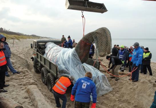 Podjęcia ciała wala z plaży. Fot. WWF/ S. Barszczewski Pojazd Urzędu Morskiego w Słupsku z ciałem wala na pace, zmierzający w kierunku zjazdu technicznego z plaży. Fot. WWF/ S. Barszczewski dzono sekcję zwłok, w której uczestniczyli m.