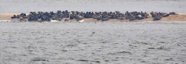 Tego dnia przybyłe z różnych części kraju morsy oraz wolontariusze Błękitnego Patrolu WWF stanęli ramię w ramię, tworząc sylwetkę morświna i w takim właśnie ustawieniu podążyli do Bałtyku.