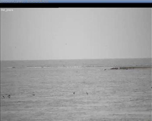 Weryfikac ja i ochrona siedlisk ssaków morskich w re jonie ujścia Wisły i Mierzei Wiślane j w latach 2013-2015 13 stycznia. Była to grupa około 10 fok pływających blisko Foczej Łachy.