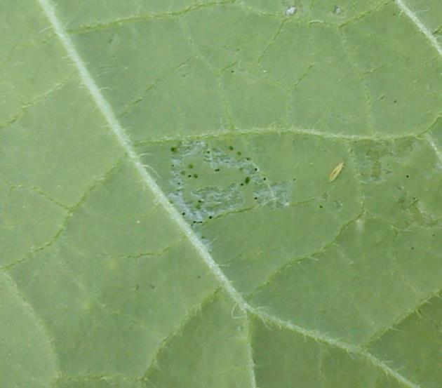 W rozwoju wciornastka występują cztery stadia rozwojowe: larwa I stadium i larwa II stadium, które żerują na roślinach oraz przedpoczwarka i poczwarka stadia te przebywają w podłożu.