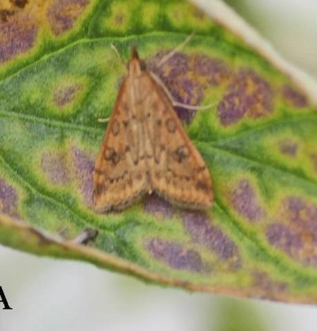 Monitorowanie szkodnika i próg zagrożenia Do wykrywania i śledzenia lotu samców należy nad roślinami umieścić pułapki feromonowe typu skrzydełkowego, Delta