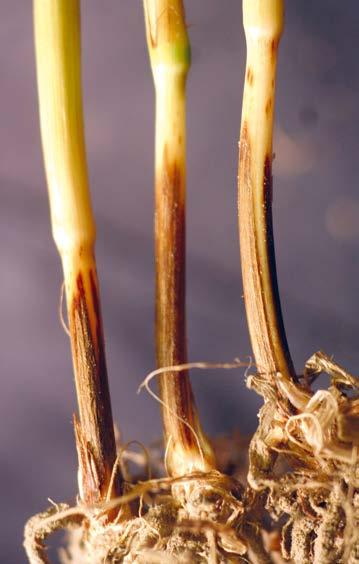 Dobór odmian Opiera się na właściwym doborze odmiany odpornej lub tolerancyjnej na porażenie przez grzyby powodujące największe zagrożenie w konkretnym środowisku (polu uprawnym) (patrz mączniak