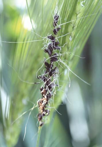 wegetacji porażone przez sprawców chorób śnieciowych rośliny pszenicy można rozpoznać w polu dopiero na początku fazy formowania ziarniaków (skala BBCH 71-77) do fazy pełnej dojrzałości żniwnej