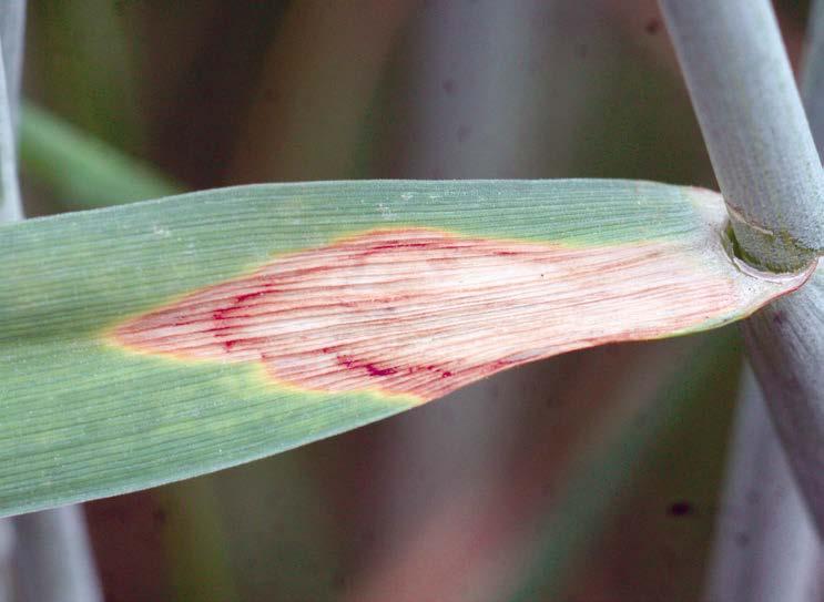 Rynchosporioza zbóż objawy widoczne na liściach