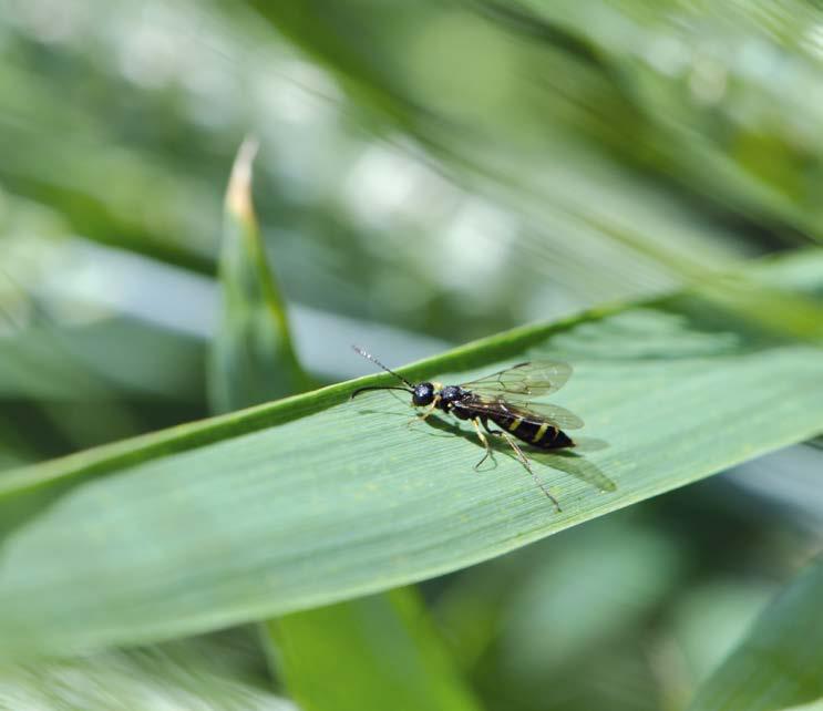 W kolejnym sezonie populację ździeblarza pszenicznego zmniejszają preparaty stosowane wczesną wiosną przeciwko skrzypionce i mszycom.
