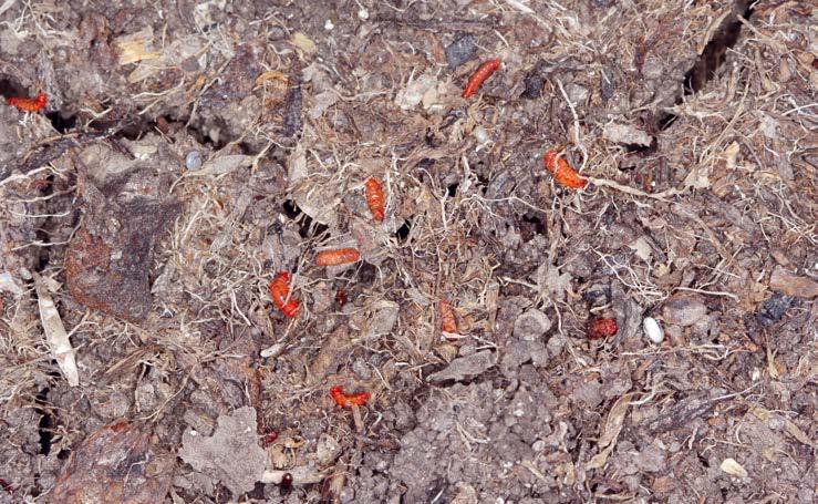 176 Poradnik SYGNALIZATORA ochrony zbóż pochwami liściowymi larwy lub charakterystyczne uszkodzenia.