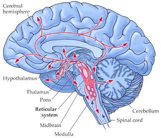 pobudzeniem kory mózgowej składa się z szeregu układów związanych z