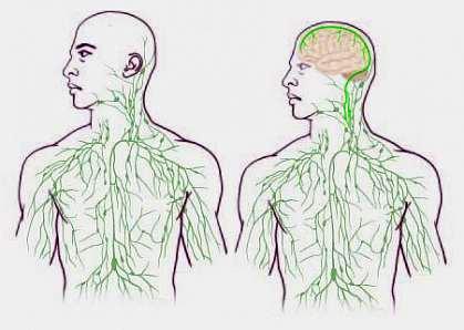 lymphatic vessels (red) are shown