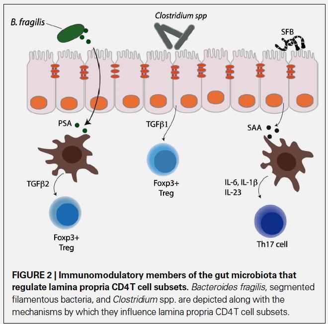 Bakterie komensalne w modulacji różnicowania limfocytów