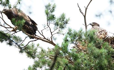 Fot. 6. W połowie lęgów z sukcesem gniazdo opuszczały 2 młode (fot. G. Zawadzki) Photo 6. Two young left nest in the half of successful broods nawet 3 pary (Mizera 2015).