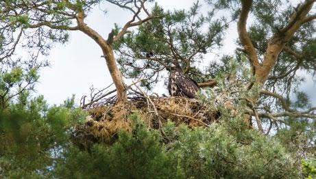powierzchni leśnej. Olsza czarna Alnus glutinosa porasta 9% powierzchni, świerk pospolity Picea abies zajmuje 8%, brzozy Betula sp. 5%, a dąb szypułkowy Quercus robur 1%.