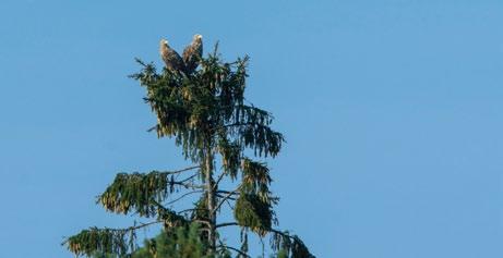 Fot. 3. Rocznie gromadzono 20-63 obserwacje bielików (fot. G. Zawadzki) Photo 3. There were 20-63 records of White-tailed eagles collected yearlings ści Suwalszczyzny.