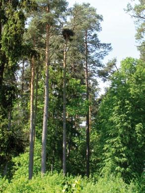 Liczba gniazd w rewirze 9 8 7 6 5 4 3 2 1 0 1991 1998 2002 2004 2004 2005 2008 2008 2008 2009 2010 2014 Rok znalezienia pierwszego gniazda w rewirze Ryc. 3. Liczba użytkowanych przez bieliki gniazd w poszczególnych rewirach lęgowych Fig.