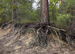 Ważnymi elementami w siedlisku są kryjówki, które stanowią próchniejące leżące drzewa, ich konary oraz pniaki drzew ściętych, rozrzeźbione przez
