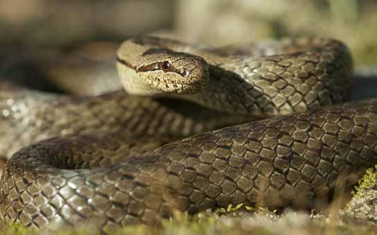 Gniewosz plamisty wbrew sugestywnej nazwie jest spokojny i niegroźny a do tego rzadki i zagrożony W Polsce stwierdzono występowanie 5 gatunków węży: węża Eskulapa, zaskrońca zwyczajnego, zaskrońca
