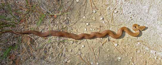 Długość dorosłych osobników zawiera się zazwyczaj w granicach 50-60 cm (sporadycznie sięga 80-90 cm).