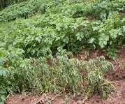 chwast: psianka słodkogórz (Solanum dulcamara) porastający licznie brzegi rzek w