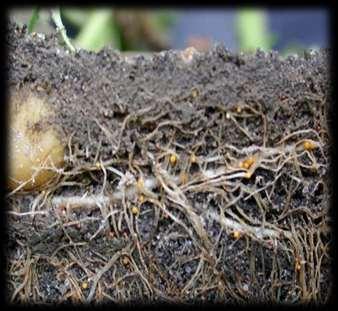 Mątwik ziemniaczany (Globodera rostochiensis) Mątwik agresywny (Globodera pallida) Mątwiki mogą porażać: ziemniaki, pomidory, oberżynę i inne rośliny psiankowate (chwasty).