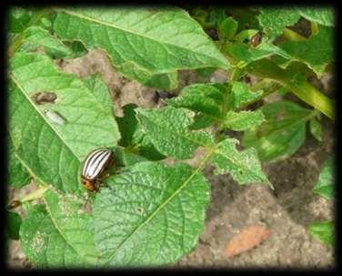 larw na roślinie - minimalne straty plonu 60 larw na