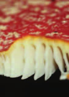 MUCHOMOR CZERWONY (Amanita muscaria) Charakterystyczny czerwony kapelusz ma średnicę do 20 cm.