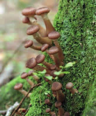 OPIEŃKA MIODOWA (Armillaria mellea) Opieńka to wspólna nazwa, tycząca się kilku bardzo podobnych do siebie gatunków grzybów.