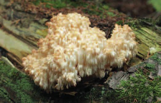 OCHRONA CZĘŚCIOWA SOPLÓWKA JODŁOWA (Hericium flagellum) Grzyb rzadki, jednak przez swój oryginalny wygląd łatwy do rozpoznania. Z trzonu wyrastają liczne i wielokrotnie rozgałęzione struktury.