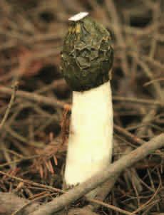 SROMOTNIK BEZWSTYDNY (Phallus impudicus) Często, pomimo tego, że nie widać tych grzybów czuć w lesie ich charakterystyczny zapach przypominający