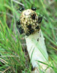 Dojrzałe grzyby również zawdzięczają swoją nazwę charakterystycznemu wyglądowi.