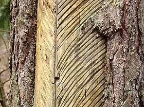Zadanie 31. Pokazane uszkodzenie drzewa zostało spowodowane poprzez A. przypadkowe działanie człowieka. B. rozwój zaawansowany grzybów. C. celowe działanie człowieka. D. agresywne zwierzęta leśne.