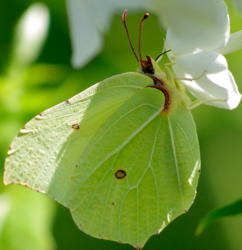 patyczak Patyczak jest podobny do ćma Ćma jest motyl