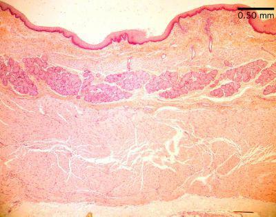 VI. Organs