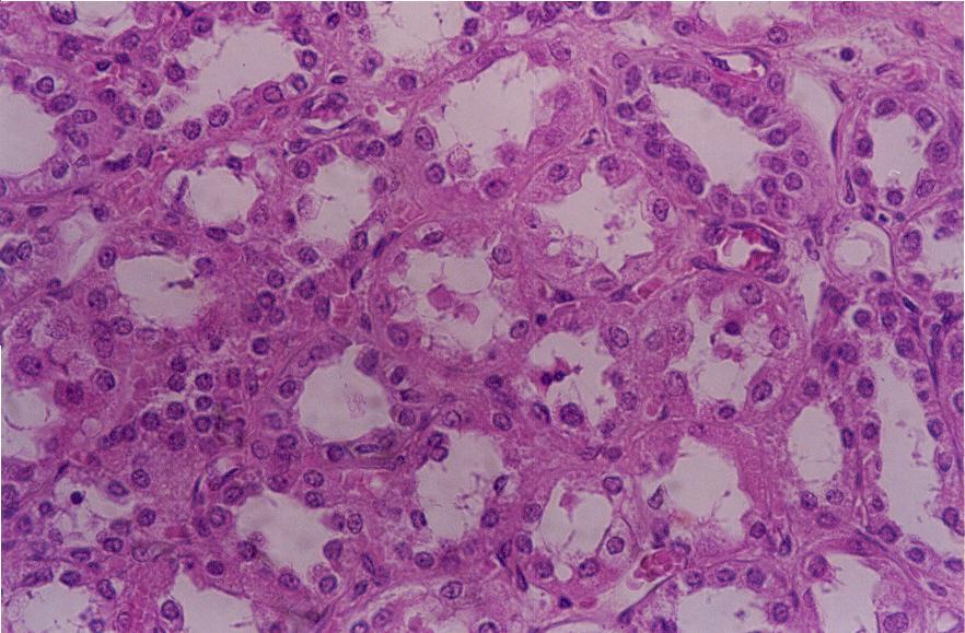 php http://histologyatlas.wisc.edu/archive/uw/histo.