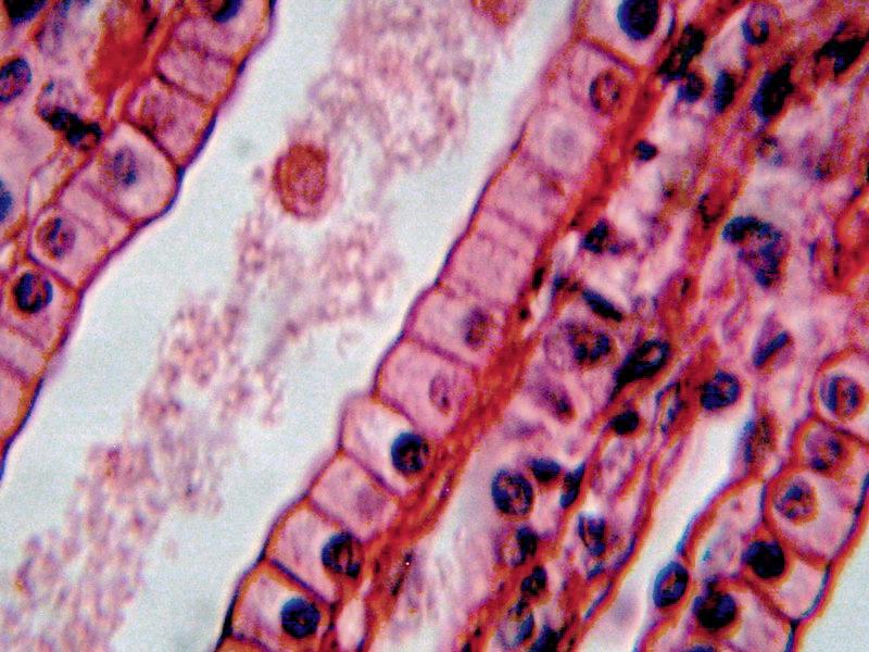 Epithelium / Tkanka nabłonkowa 1.
