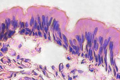 Pseudostratified 