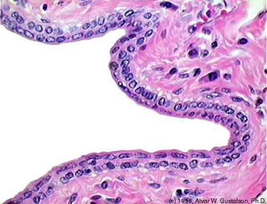 epithelium /