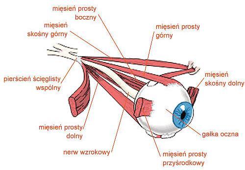 Mięśnie poruszające gałką oczną Gałkę oczną porusza sześć mięśni zewnętrznych oka.