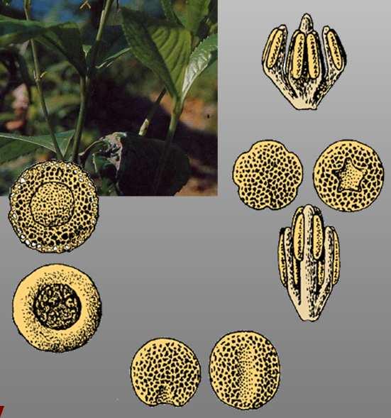 Chloranthaceae anyŝ gwiaździsty Illicium