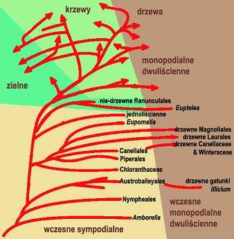 POCZĄTKI kwiatowych owocolistki Archaeofructus jeziorna