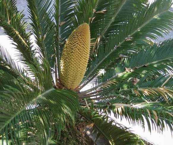 SAGOWCE relikty ery dinozaurów Palaeocycas