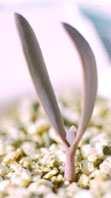 endospermu (bielma)