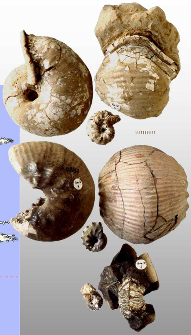jurze strefowość klimatyczna i prowincjalizm biogeograficzny purbeck wzrost rozmiarów