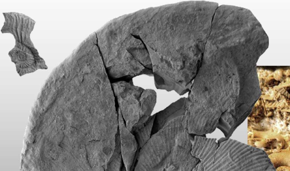 (2016) Strambergella jacobi