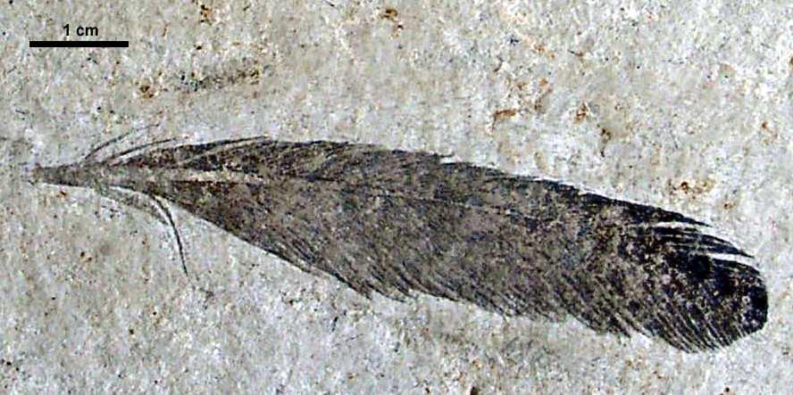 ARCHAEOPTERYX
