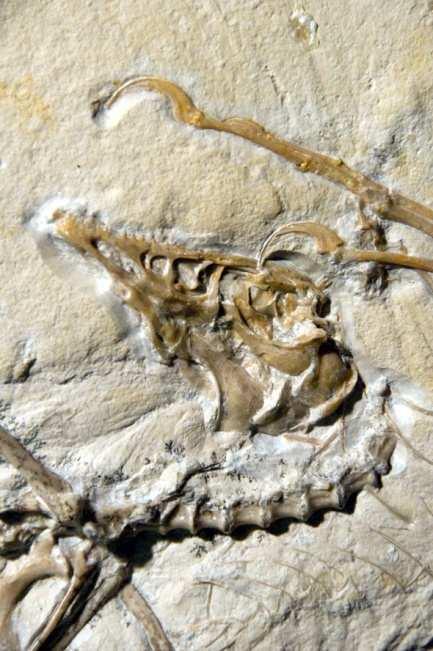 ARCHAEOPTERYX mechanizm fosylizacji kości