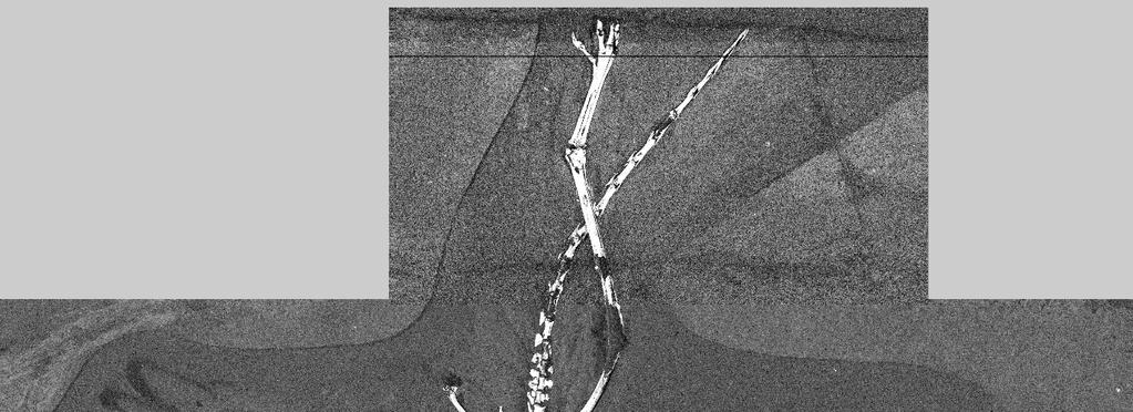 fosforanów Archaeopteryx Solnhofen 145 Ma