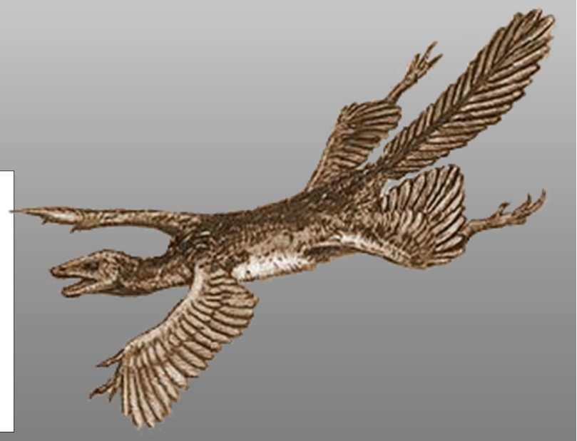 TETRAPTERYX odnaleziony Archaeopteryx jura